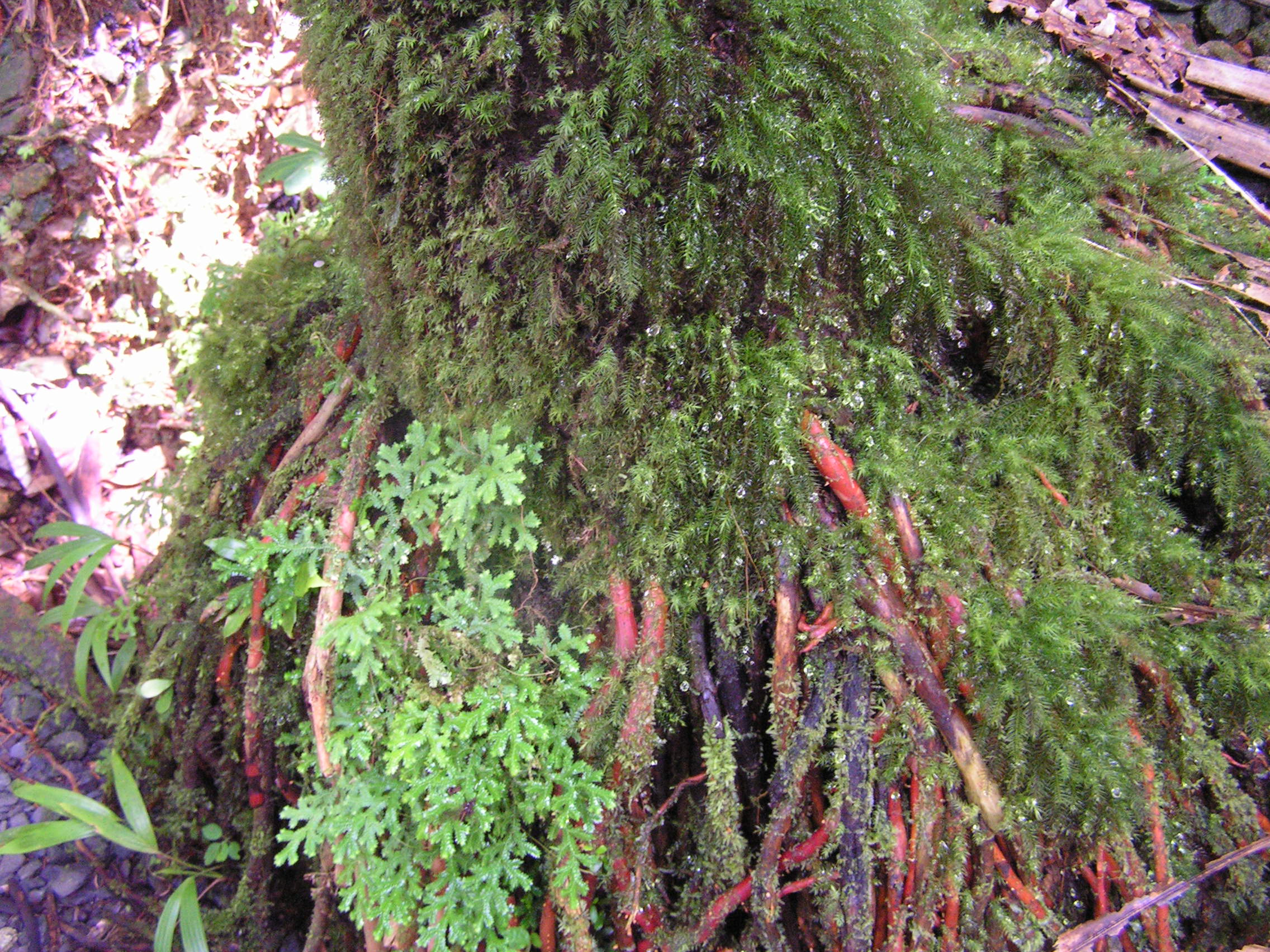 ./2005/Puerto Rico/Part 1/PICT0099.JPG